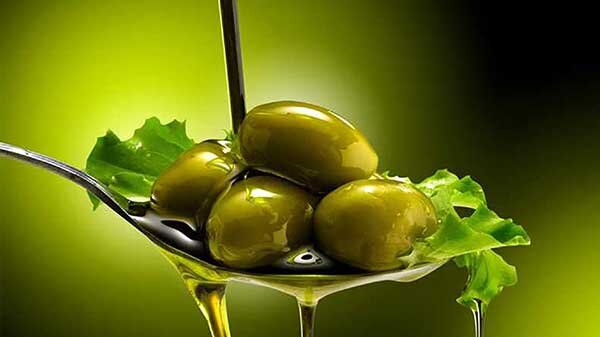 برداشت 10000 تن زیتون از باغات استان سمنان برداشت 10000 تن زیتون از باغات استان سمنان