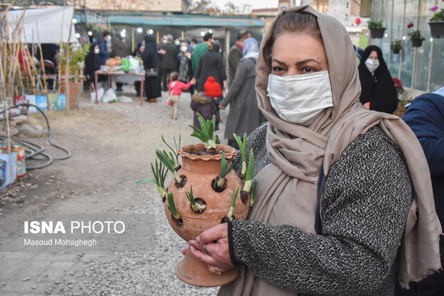 جشنواره گل نرگس سمنان