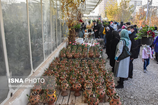 جشنواره گل نرگس سمنان