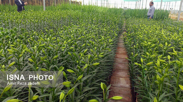 آب رفتن دوسوم جالیزهای سمنان با ادامه کمآبی/ سهم 700 میلیارد تومانی کشاورزی از مصوبات سفر