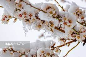 خسارت ۲۲۰۰ میلیاردی تگرگ و سرمازدگی به باغات زردآلوی شاهرود