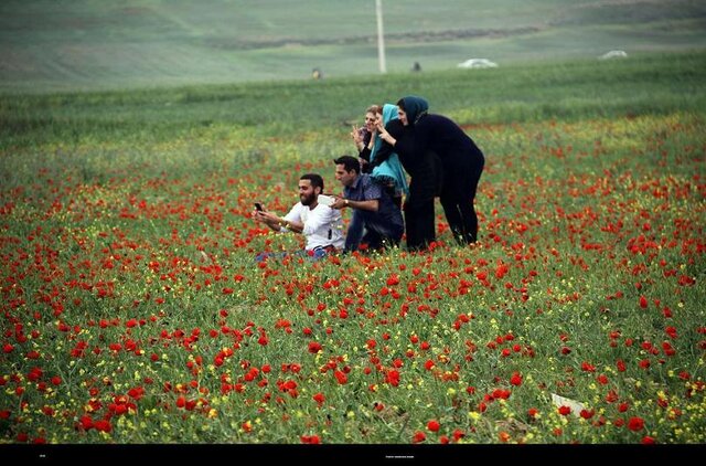  سفر به دشت شقایق‌های کالپوش بعد از وقفه ۲ساله در اردیبهشت