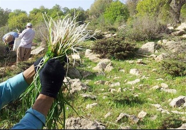 سقف مجاز افراد بومی برای برداشت گیاهان دارویی و خوراکی چقدر است؟