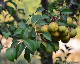 احیای ۹ هکتار عرصه جنگلی مهدیشهر با کاشت گلابی وحشی