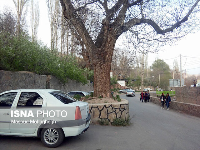 حفاظت از باغهای شهر نمونه گردشگری بینالمللی با افزایش 10 برابری جرائم