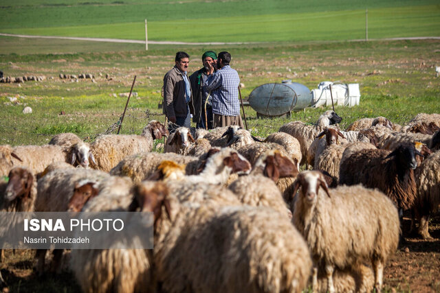 خروج بیش از 12 هزار راس دام غیرمجاز استان های همجوار از مراتع سمنان خروج بیش از 12 هزار راس دام غیرمجاز استان های همجوار از مراتع سمنان