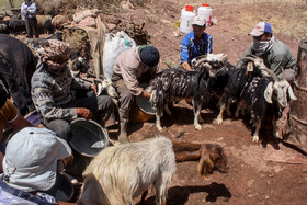 انجام کلیه فعالیت های دامداری، مانند شیردوشی و... به صورت کاملاً سنتی در بین دام های سنگسری انجام می شود، میزان تولیدات فرآورده های مختلف دام سبک استان حدود ۹۰۰۰ تن شیر، ۷۳۰ تن پشم و ۱۸ هزار و ۹۰۰ تن گوشت گوسفندی بوده است.