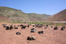 میانگین تراکم گوسفندان به ازای هر کیلومتر مربع از مساحت کشور حدود ۲۹ راس، برای استان سمنان حدود ۱۳/۵ راس و برای شهرستان مهدیشهر ۲۵۹ راس محاسبه گردیده است که این مساله مبین تراکم بیش از ۹ و ۱۹ برابری تعداد گوسفندان سنگسری به ترتیب نسبت به میانگین های کشوری و استانی در شهرستان مهدیشهر است.