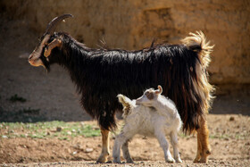 یکی از سازگارترین گوسفندان ایرانی که در عین حال در برابر شرایط سخت نیز بسیار مقاوم هستند، دام زنده سنگسری است. شهرستان مهدیشهر در استان سمنان  را می توان زیست بوم و خاستگاه اصلی این دام در نظر داشت.