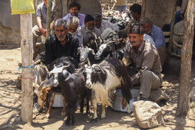 انجام فعالیت های شیردوشی و سایر فعالیت های دامداری به صورت کاملاً سنتی توسط دامداران شهرستان مهدیشهر انجام می شود.