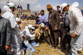 دامپروری شغل اصلی مردم شهرستان مهدیشهر و عشایر این سنگسری است، انجام واکسیناسیون و سایر فعالیت های دامپزشکی به صورت منظم در بین دام های سنگسری انجام می شود.