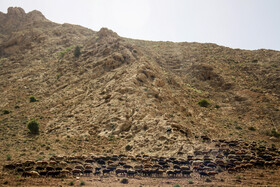 حرکت منظم گلههای بزرگ گوسفندان نژاد سنگسری در دامنه کوههای شهرستان مهدیشهر