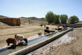 گوسفند سنگسری در دسته دام های گوشتی قرار دارد که می توانند در مدت زمان بسیار کمی به وزن بالایی دست پیدا کنند. این ویژگی خاص سبب شده است تا دامداران زیادی نسبت به پرورش اینگونه اقدام کنند.