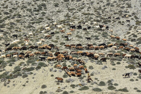 بر اساس طرح آمایش سرزمین سازمان مدیریت و برنامه ریزی سمنان در سال ۱۳۹۹، فعالین حوزه ی پرورش دام سبک این استان حدود ۱۴ هزار و ۳۰۰ نفر با تعداد ۳/۱ میلیون راس گوسفند و بره است.