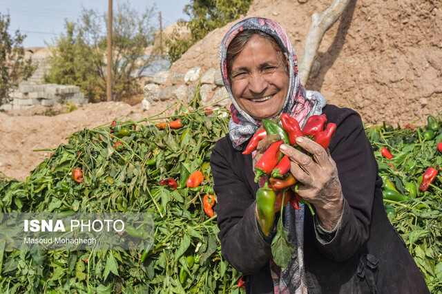 برداشت سنتی فلفل - روستاهای بخش بیارجمند شاهرود