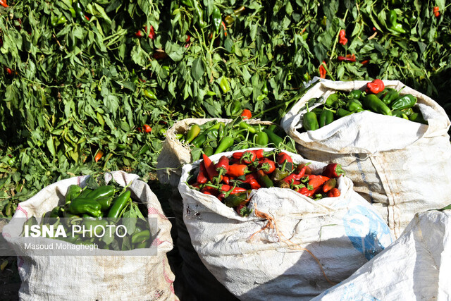 برداشت سنتی فلفل - روستاهای بخش بیارجمند شاهرود