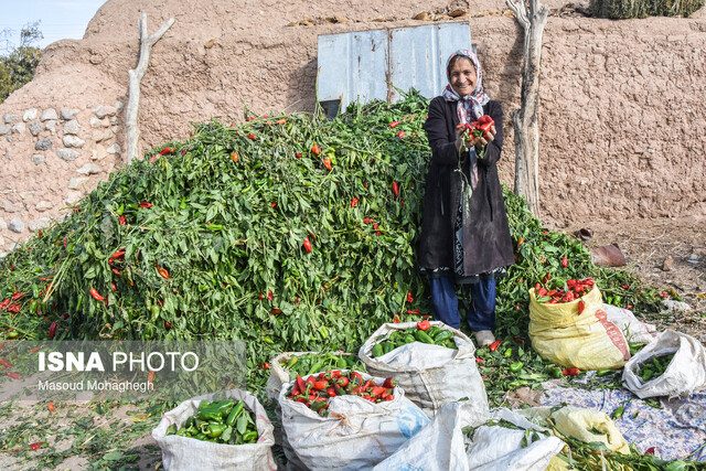 برداشت سنتی فلفل - روستاهای بخش بیارجمند شاهرود