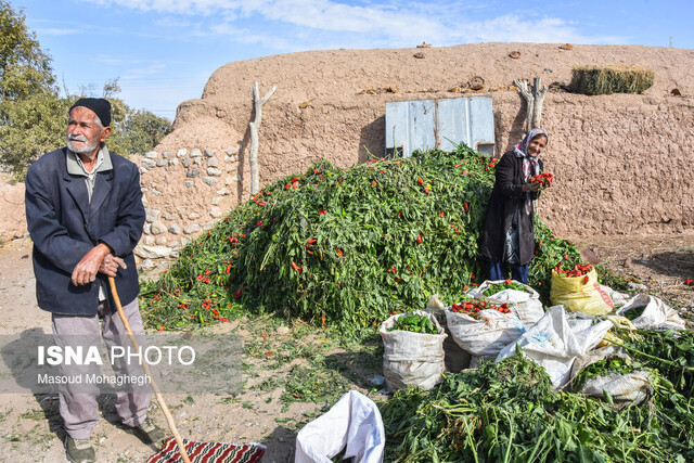 برداشت سنتی فلفل - روستاهای بخش بیارجمند شاهرود