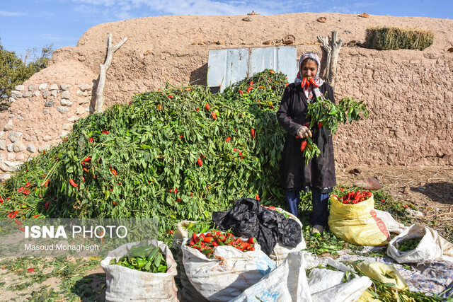 برداشت سنتی فلفل - روستاهای بخش بیارجمند شاهرود