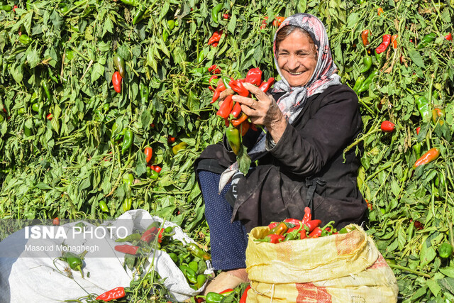 برداشت سنتی فلفل - روستاهای بخش بیارجمند شاهرود