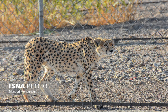یوزپلنگ ایران- توران شاهرود فعلا نمیتوان درباره بارداری "ایران" نظر قطعی داد