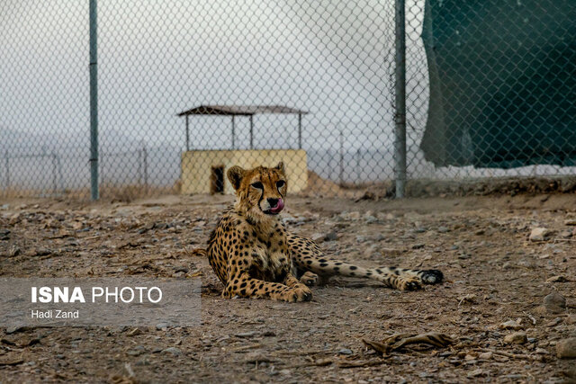روزگار خوش گورخرهای ایرانی