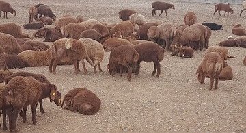 حفاظت و اصلاح نژادی گوسفند بومی سنگسری