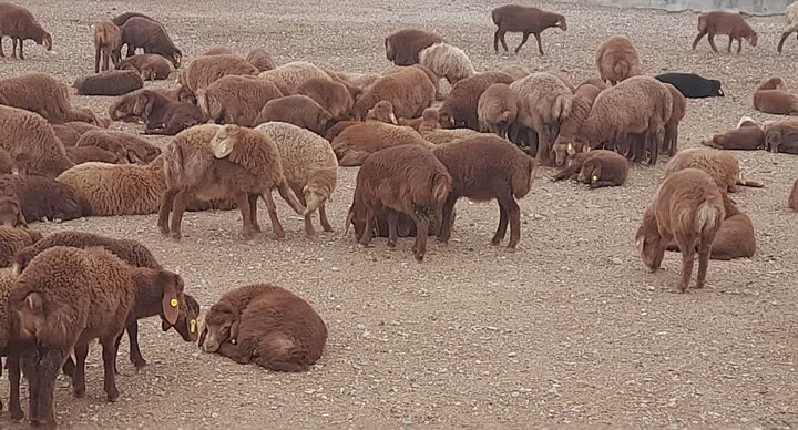 حفاظت و اصلاح نژادی گوسفند بومی سنگسری