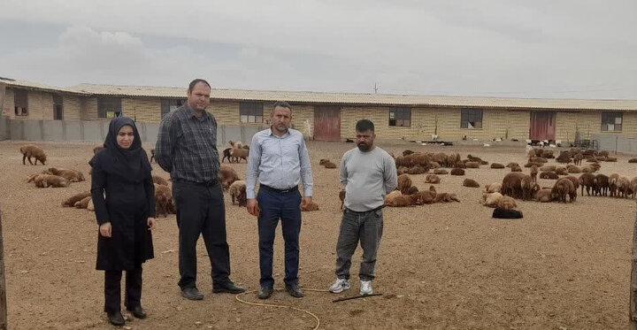 حفاظت و اصلاح نژادی گوسفند بومی سنگسری