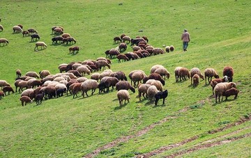 قیمت گوشت و مرغ واقعی نیست/ حل بخشی از چالش دامداران به مدد بارش‌های بهاری
