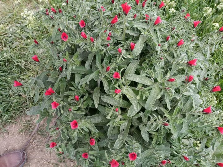 آغاز برداشت گیاهان دارویی از دیم‌زارهای کالپوش