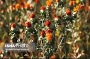 توسعه کشت گیاه روغنی کاملینا در ۲۲۵۰ هکتار از دیم زارهای کالپوش