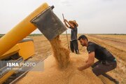 خرید تضمینی گندم در استان سمنان از مرز ۳۲ هزار تن گذشت