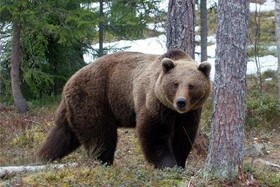 مصدوم شدن چوپان کوهرنگی بر اثر حمله خرس