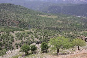 تیشه سودجویان بر ریشه معیشت جنگل‌نشینان