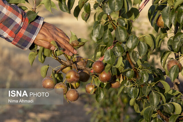 نهالستانی متفاوت در سامان از تولید نهال میوه ایرانی تا خارجی