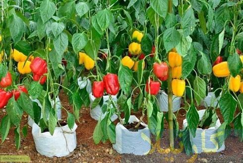 دستان توانمند یک زوج چهارمحال و بختیاری در احیای یک گلخانه پس از ۱۰ سال