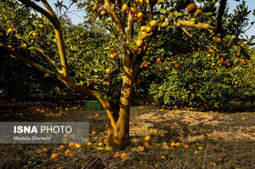 ارقام کم‌آب‌بر راهبرد زنجان برای حفظ تولید محصولات باغی