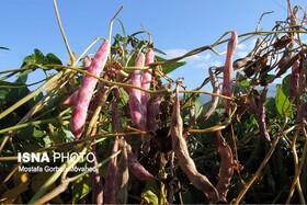 افزایش ۲۰ درصدی تولید لوبیا در مزارع چهارمحال و بختیاری