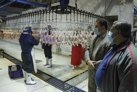 ۳۰۰ هزار قطعه مرغ آماده کشتار در چهارمحال و بختیاری است