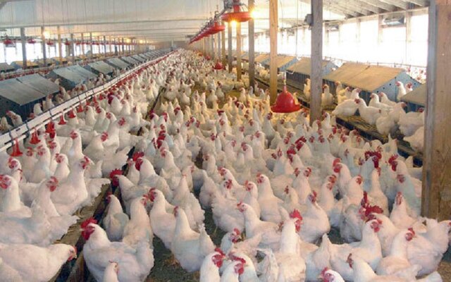 کمبود و افزایش قیمت خوراک مرغ / مرغ داران دنبال فروش نهاده‌ها