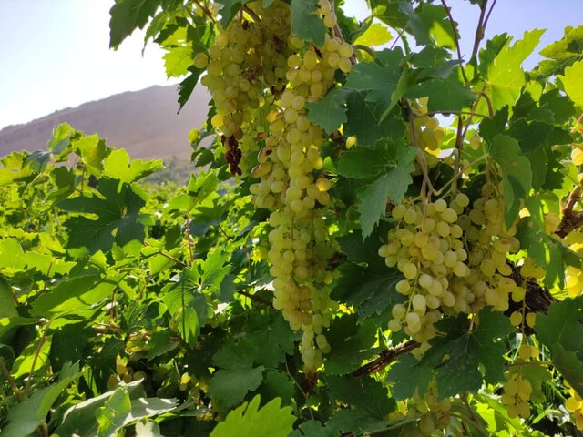 برداشت سالانه ۵۰ هزار تن انگور در چهارمحال و بختیاری