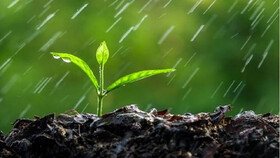 آیا آب سبز راهگشای کمبود آب در بخش کشاورزی است؟