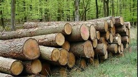 کشف یک تن چوب جنگلی قاچاق در بروجن