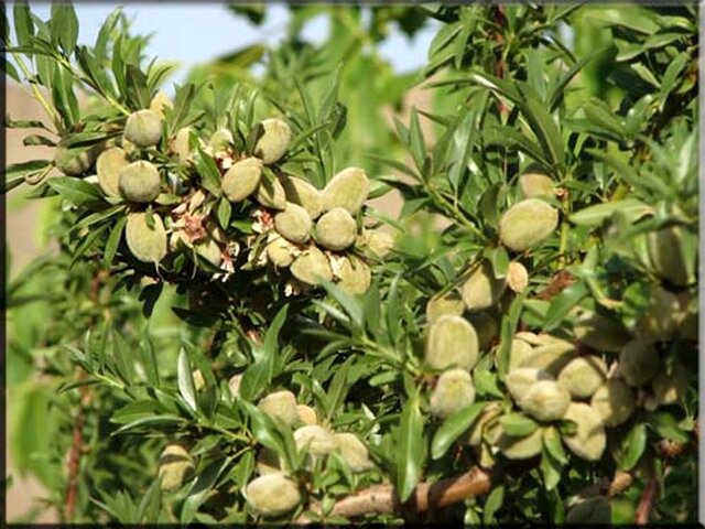 بادام؛ به‌نام باغداران سامانی به‌کام تاجران هندی