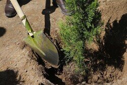 به‌نام هر شهید یک درخت در چهارمحال و بختیاری غرس می‌شود