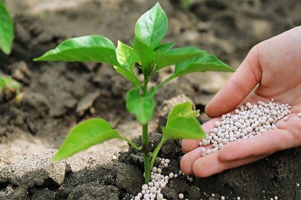 استفاده بی‌رویه از کودهای کشاورزی بحران جدی برای محیط‌زیست