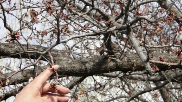 احتمال سرمازدگی محصولات کشاورزی در چهارمحال و بختیاری