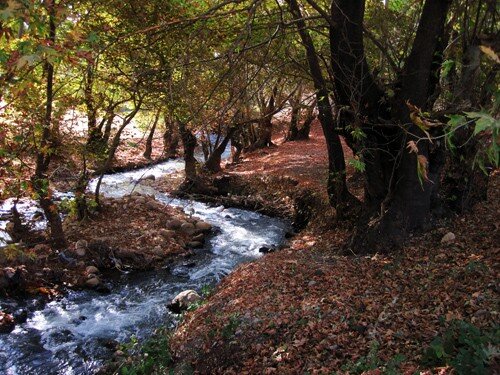 طبیعت زیبا و بکر پارک‌های جنگلی چهارمحال و بختیاری