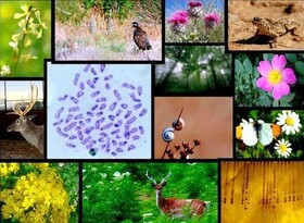 ذخایر زیستی ثبت شده در چهارمحال و بختیاری به بیش از ۱۷۰۰ گونه گیاهی و جانوری رسیده است